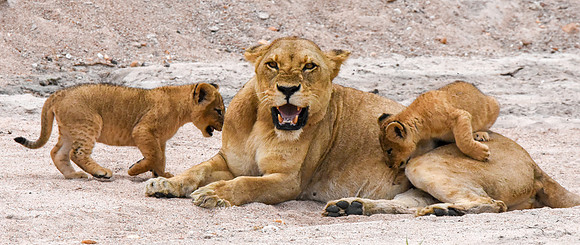 Lion, Tanzania