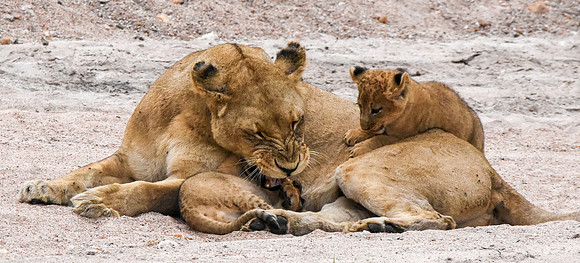 Lion, Tanzania