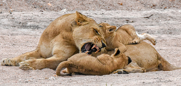 Lion, Tanzania