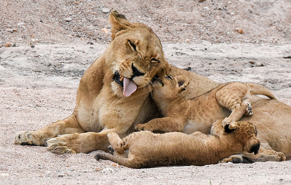 Lion, Tanzania