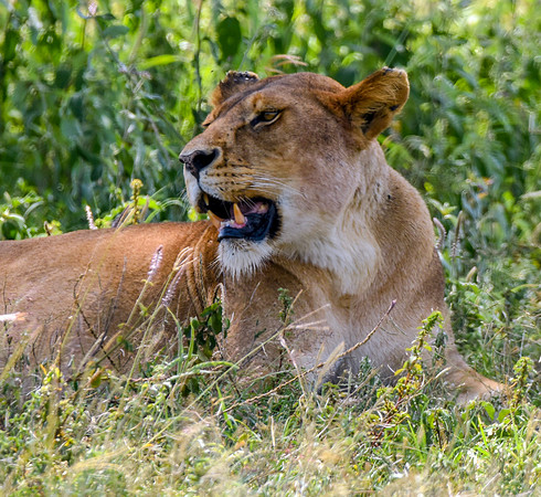 Lion, Tanzania