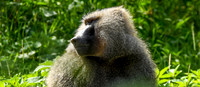 Olive baboon