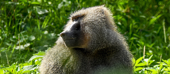 Olive baboon