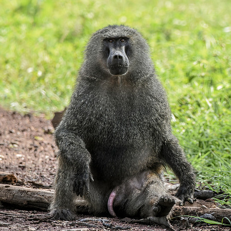 Olive baboon