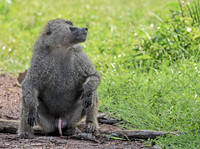 Olive baboon