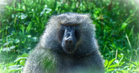 Olive baboon