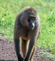 Olive baboon
