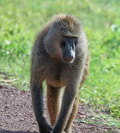 Olive baboon