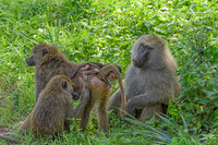 Olive baboon