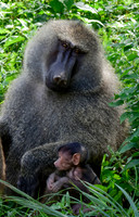 Olive baboon