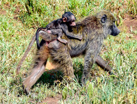 Olive baboon