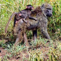 Olive baboon