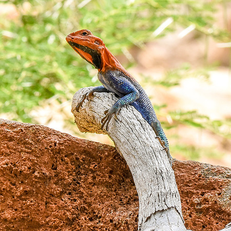 Red headed agama lizard