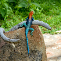 Red headed agama lizard