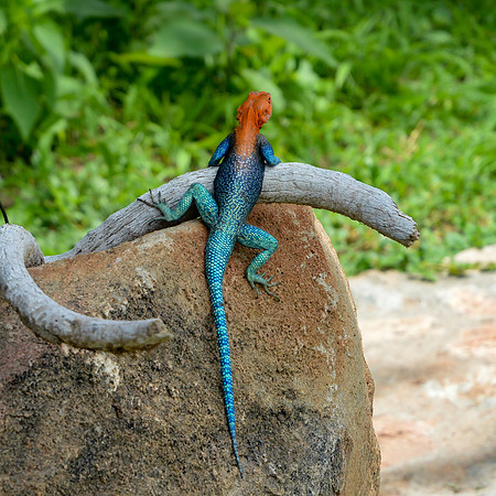 Red headed agama lizard