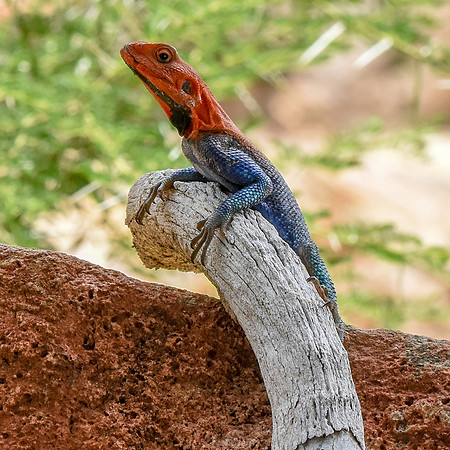 Red headed agama lizard