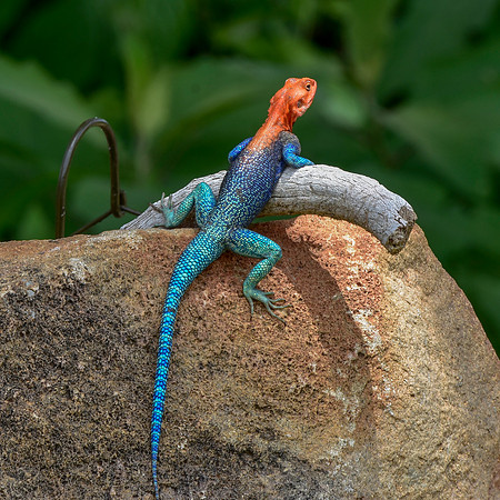 Red headed agama lizard
