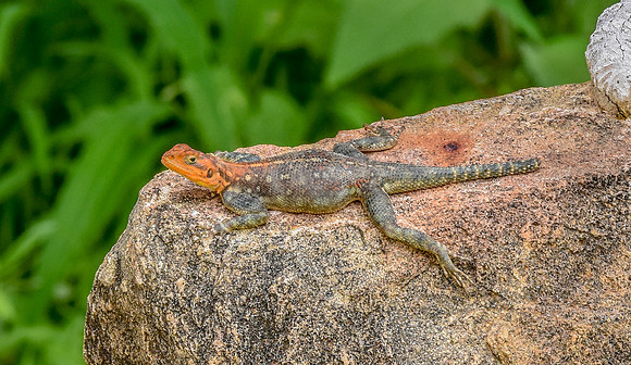 Red headed agama lizard