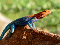 Red headed agama lizard