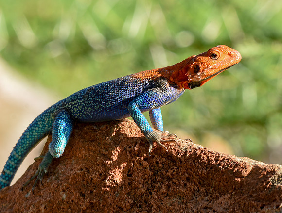 Red headed agama lizard