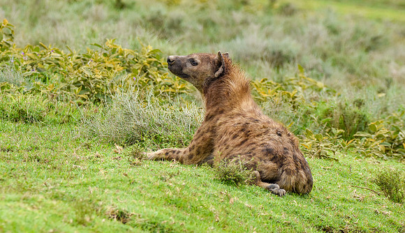 Spotted hyena
