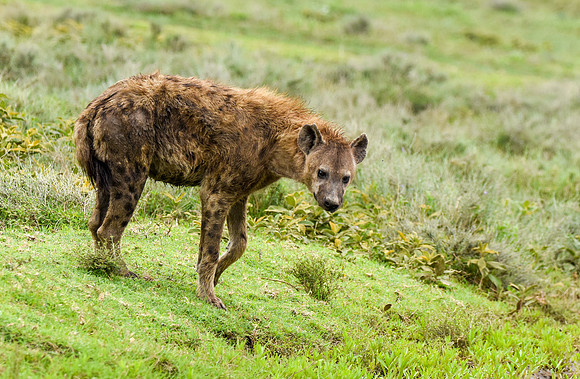 Spotted hyena