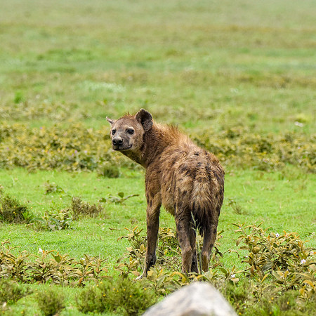 Spotted hyena