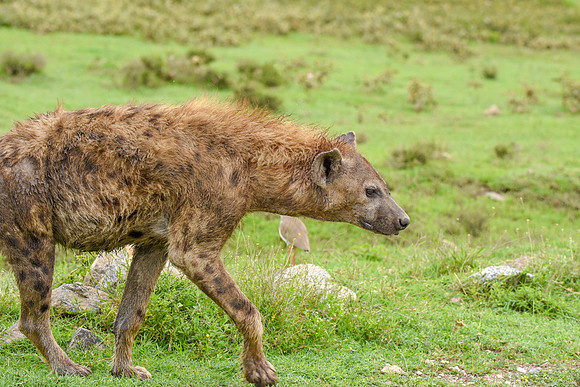 Spotted hyena