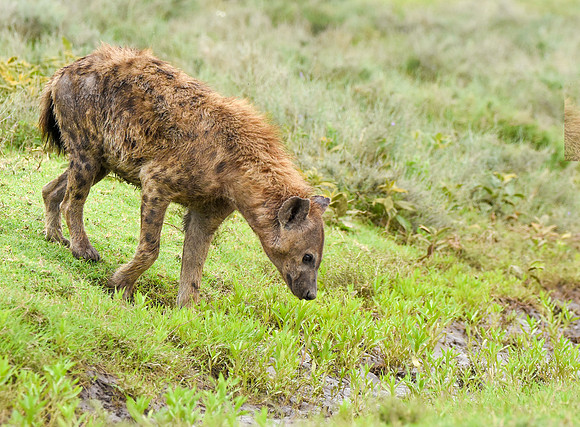 Spotted hyena