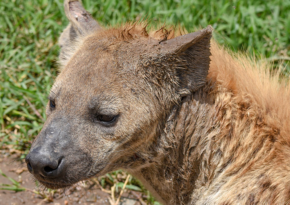 Spotted hyena