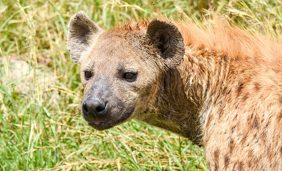 Spotted hyena