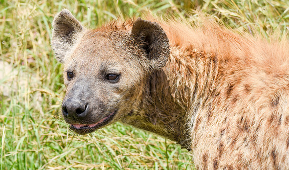 Spotted hyena