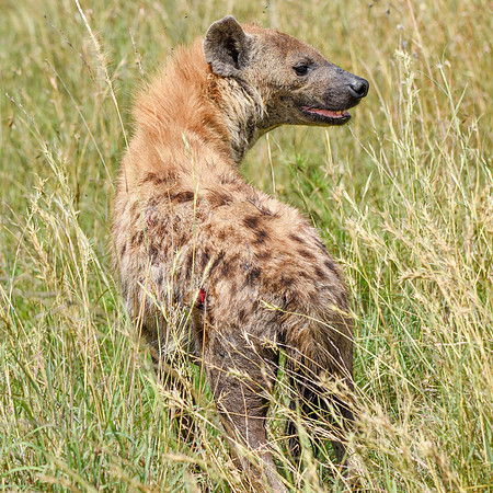 Spotted hyena