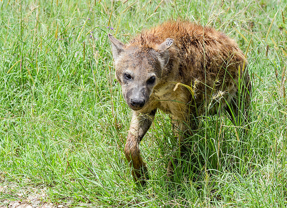 Spotted hyena