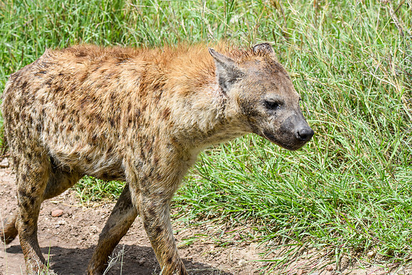 Spotted hyena