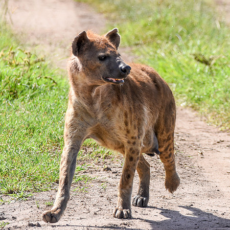 Spotted hyena