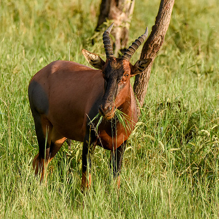 Topi