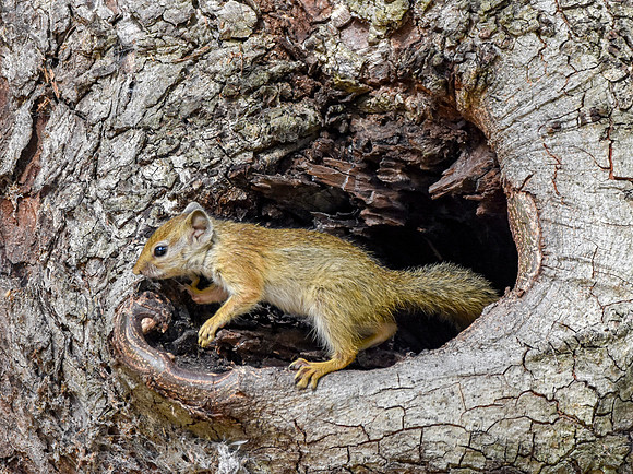 Smith's bush squirrel / Tree squirrel