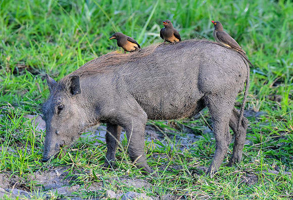 Warthog