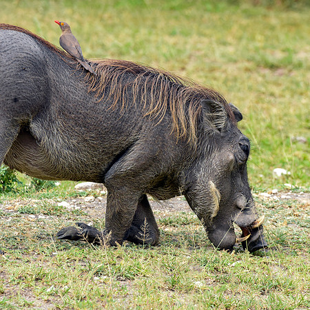 Warthog