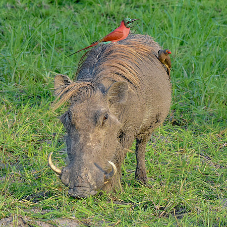 Warthog