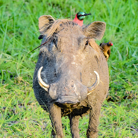Warthog