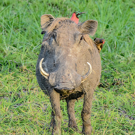Warthog