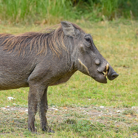 Warthog