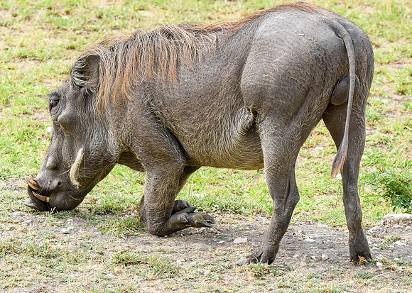 Warthog