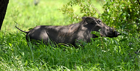 Warthog