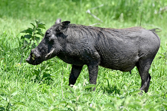 Warthog