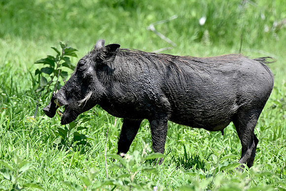 Warthog