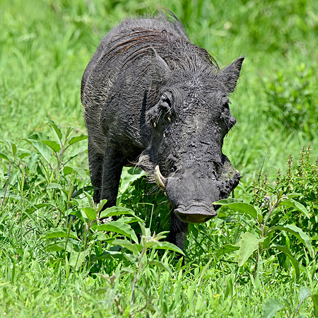 Warthog