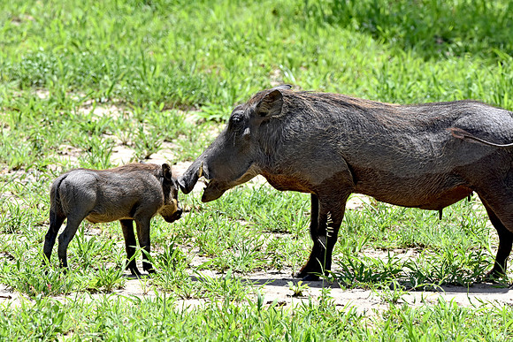 Warthog